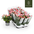 Rose Kordana Fame