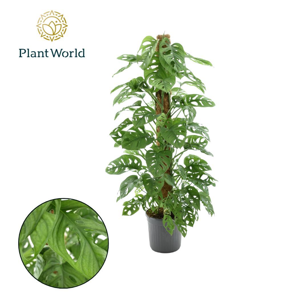 Monstera Ob Monkey Leaf
