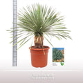 Yucca Rostrata