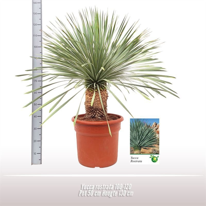 Yucca Rostrata