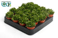 Pep Green Spark