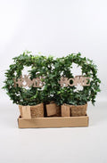 Hed He Groen Boog Mand + Home