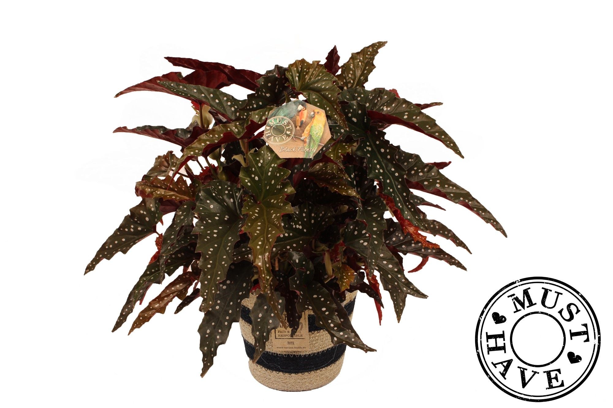 Beg Maculata Black Forest Jutte Mand