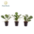 Clusia Overig