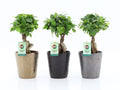Ficus Mi Ginseng Keramiek Infinity