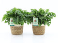 Monstera Adansonii Mand Noah Korb