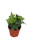 Hed He Groen