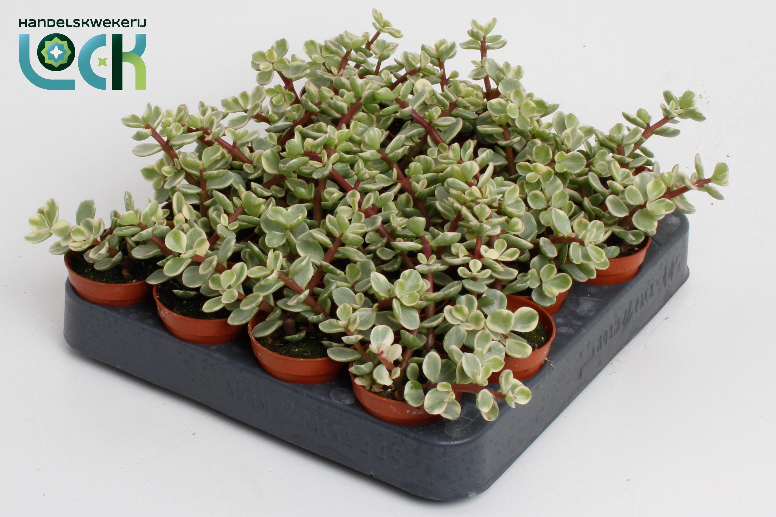 Portulacaria Afra Varigata