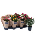 Rose Victory Gemengd Krafthoes
