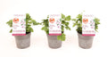 Pel Graveolens Orange Fizz
