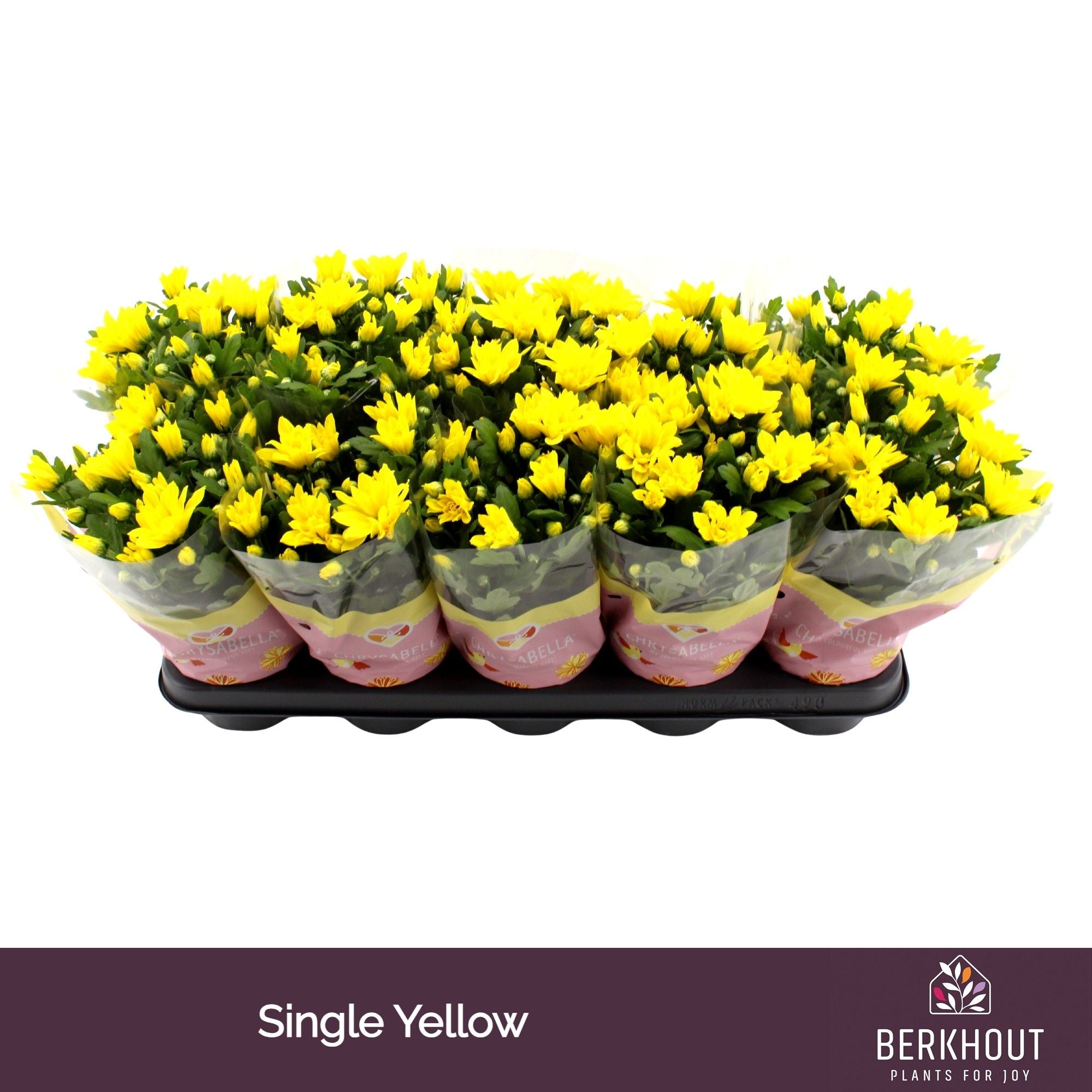 Chrysanthemum Yellow Heat