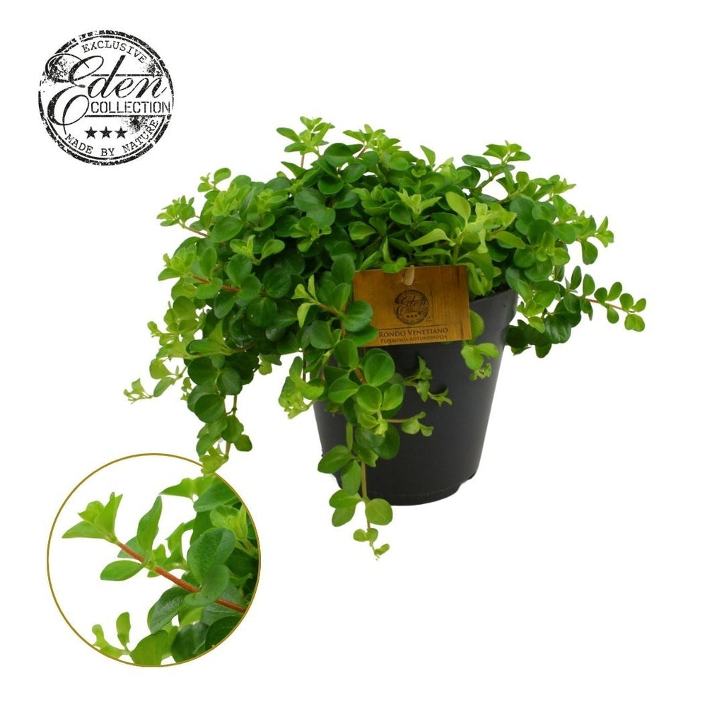 Pep Rotundifolia