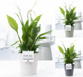 Spathiphyllum Korto In P&pure Ruby Ceramics 3 Ass.