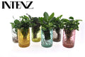 Opm Intenz Gemengd Glas Ibiza