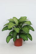 Dieff Tropic Jewel