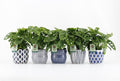 Monstera Adansonii Keramiek Delft Blue