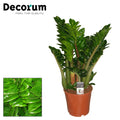 Zamioculcas Zamiifolia Zenzi 6pp