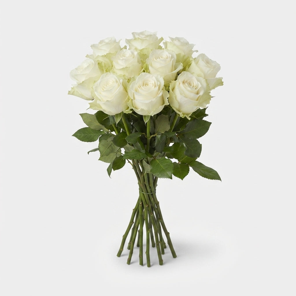 Rose - Rosa - Avalanche Elegant