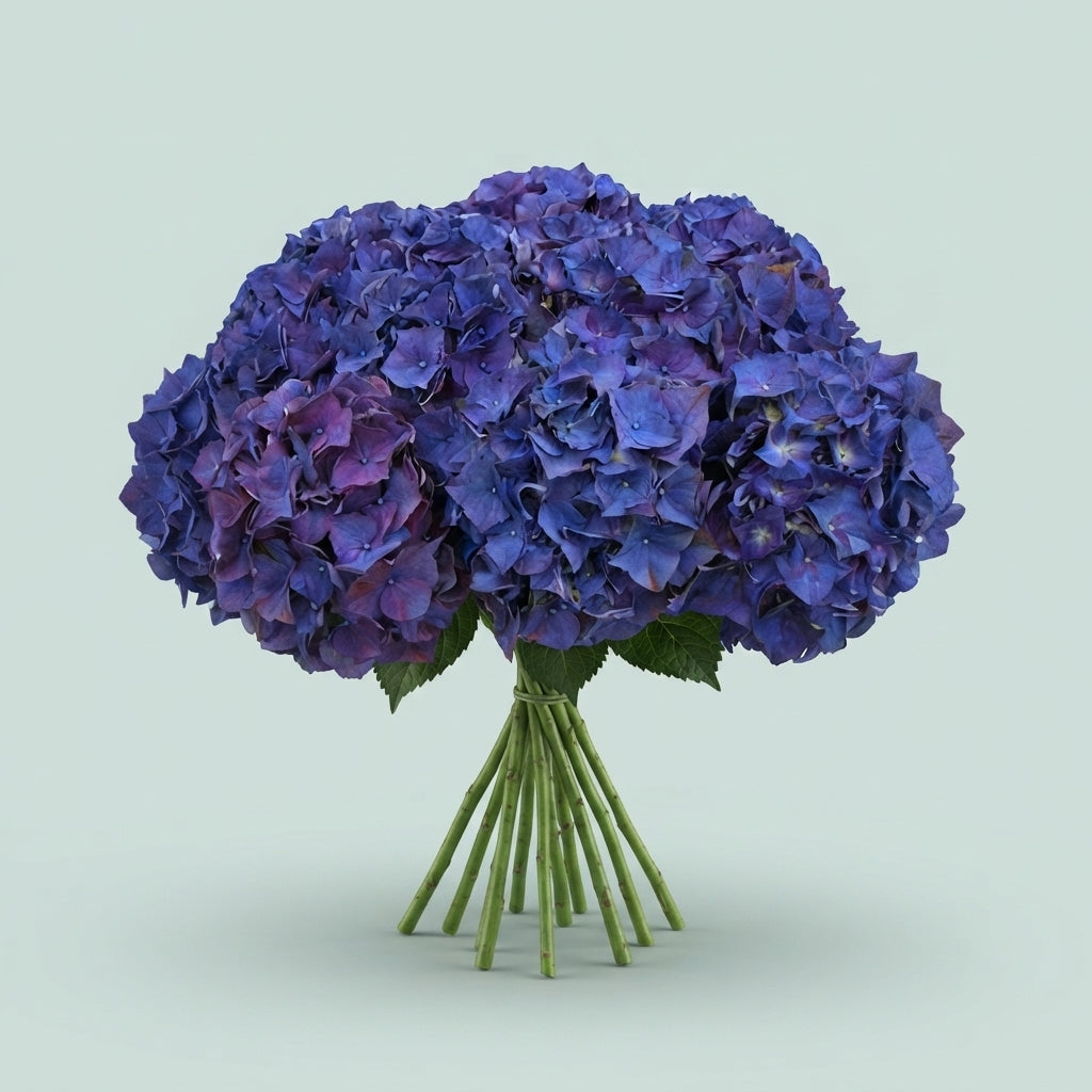 Hydrangea - Hydrangea - Rodeo