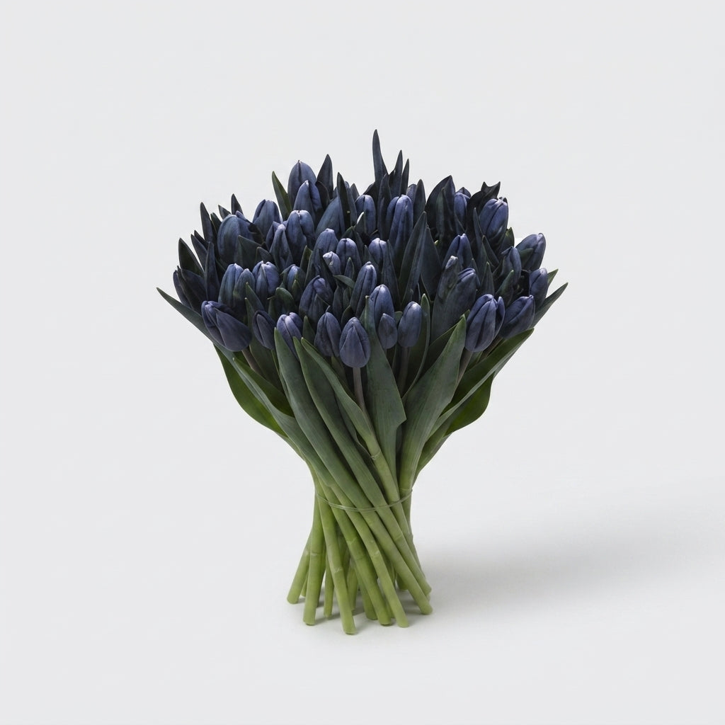 Tulip - Tulipa - En A Dark Violet