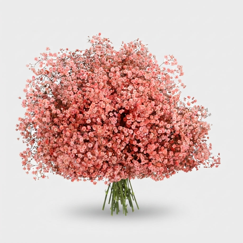 Gypsophila - Gypsophila Other