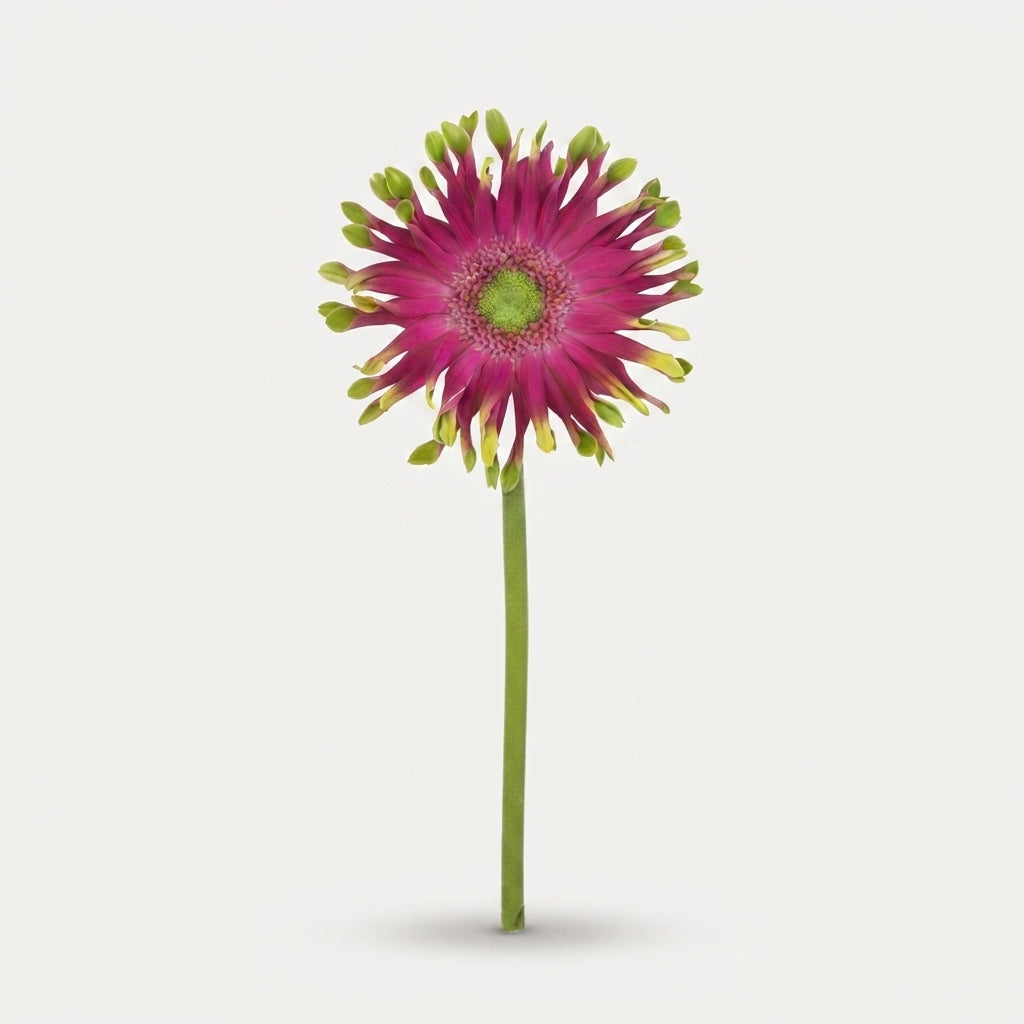 Gerbera Large Pasta Milazzo