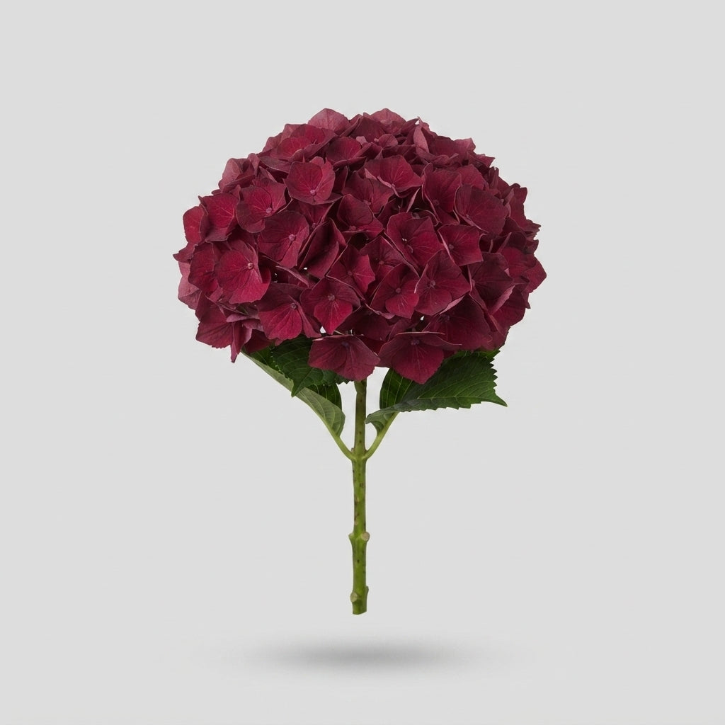 Hydrangea - Hydrangea - Kolmadaru