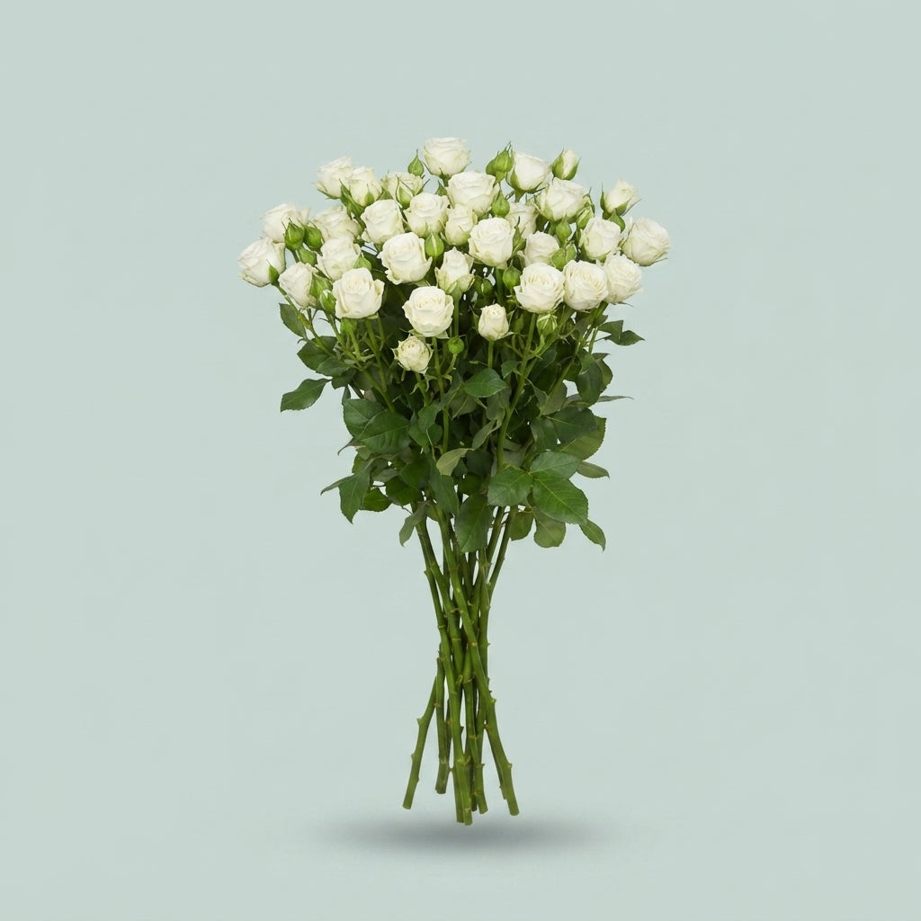 Spray Rose - Rosa - White Balloons+
