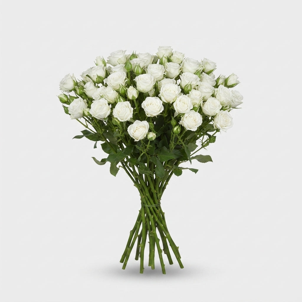 Spray Rose - Rosa - Josephine