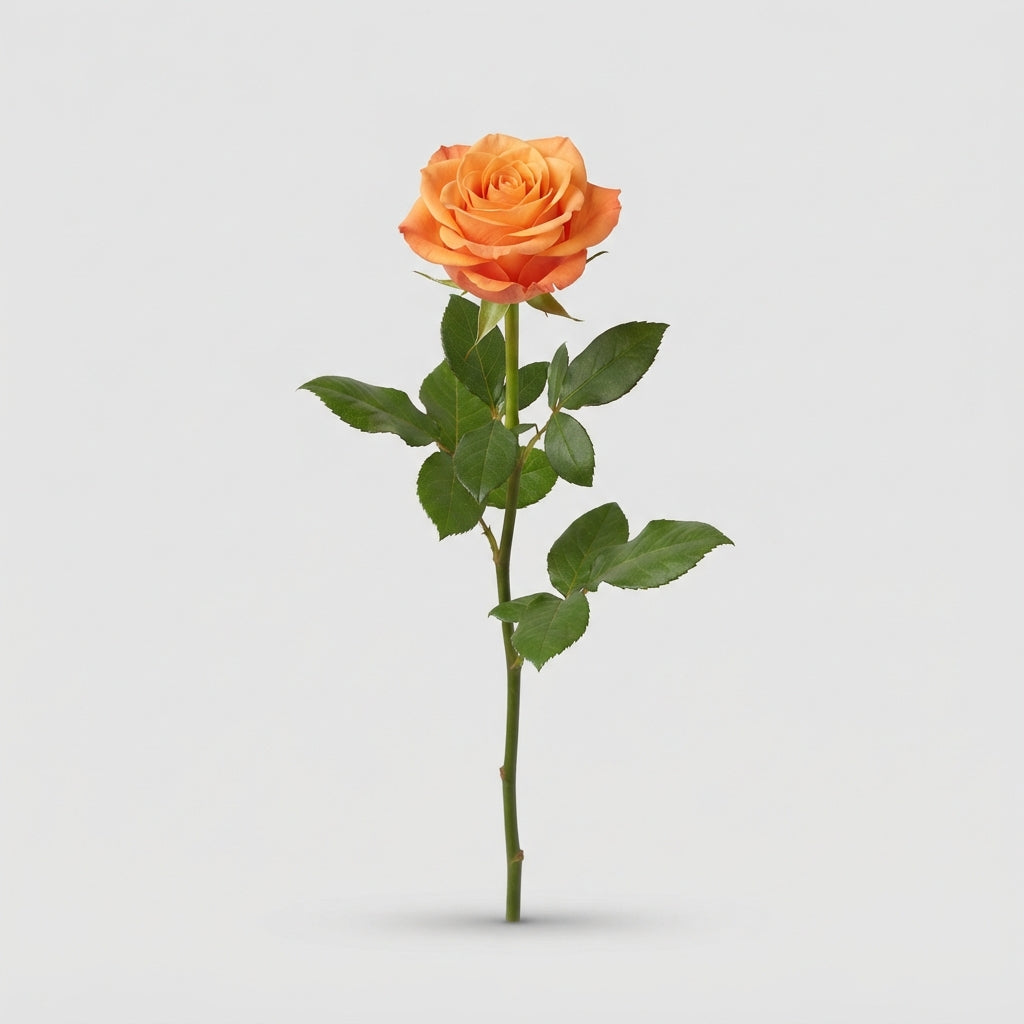 Rose - Rosa - Twilight