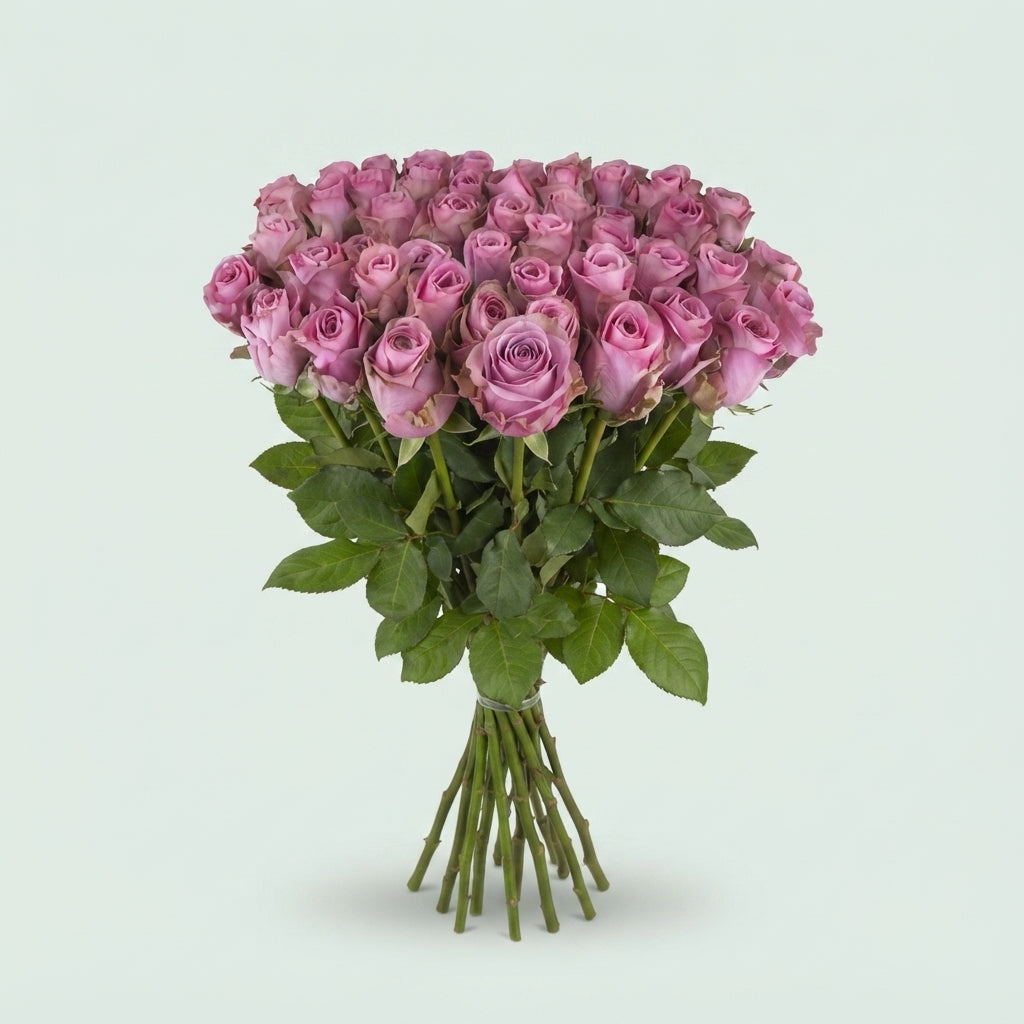 Rose - Rosa - Renaissance