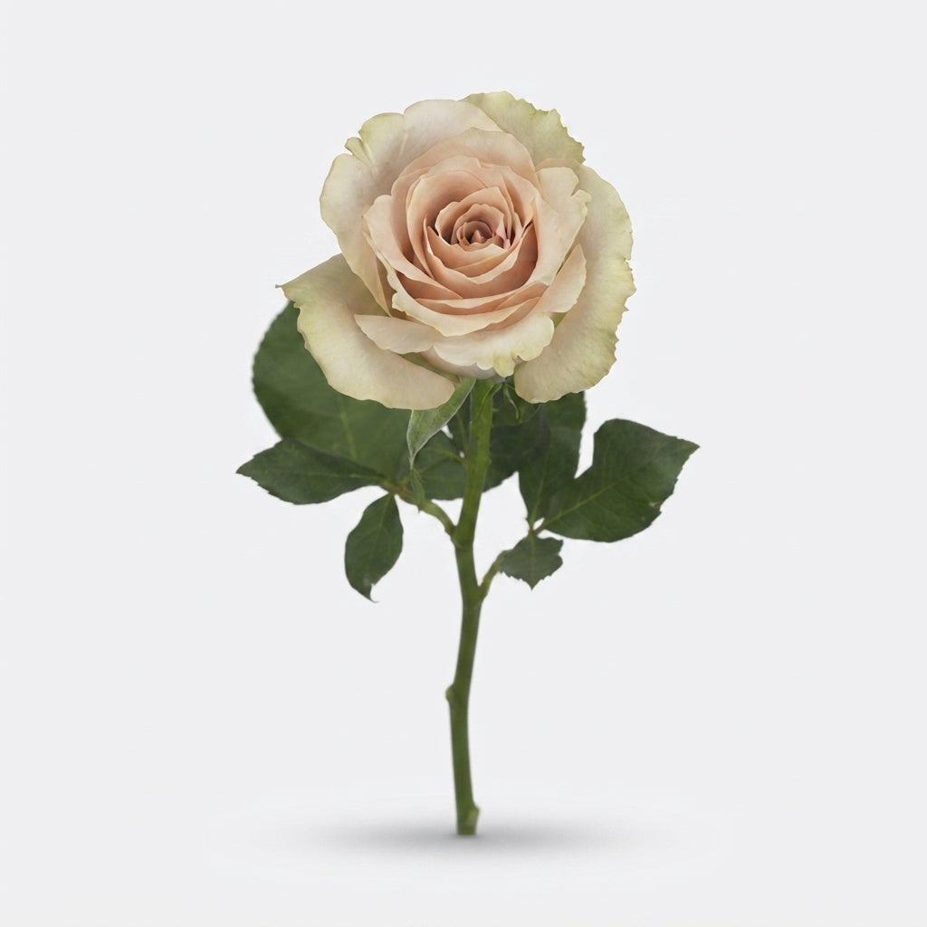Rose - Rosa - Quicksand
