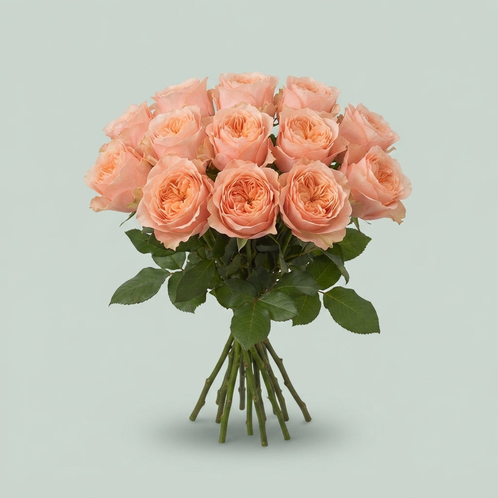 Rose - Charming Reeva