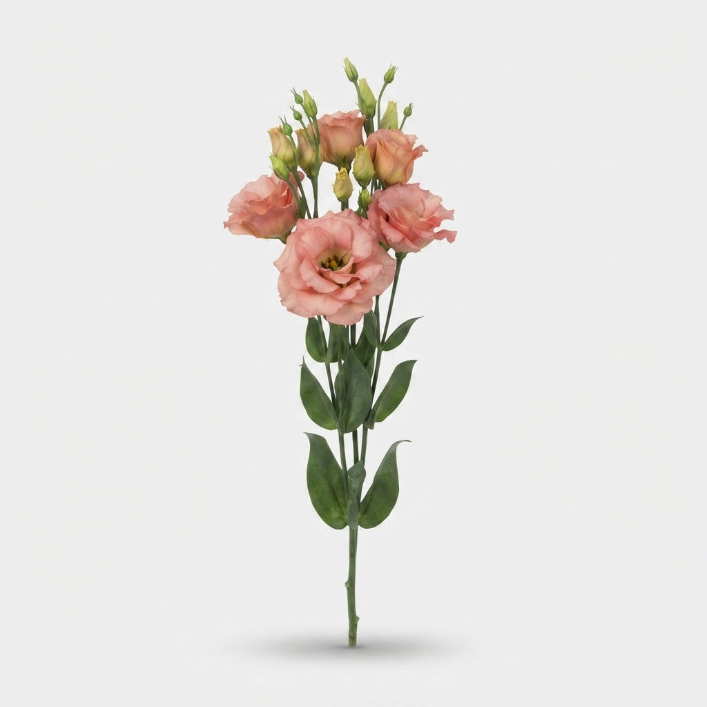 Sabrina Orange Lisianthus Flowers – 70cm Stems