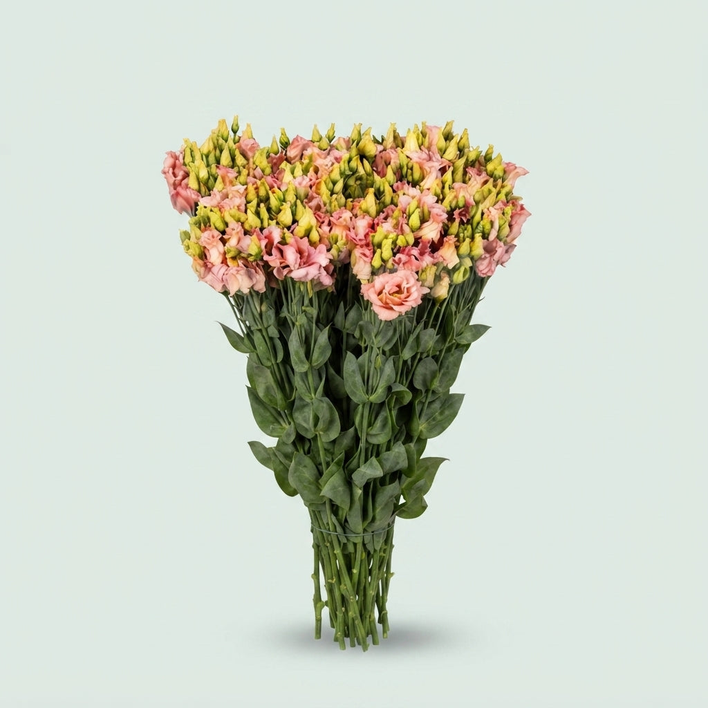 Lisianthus Falda Apricot