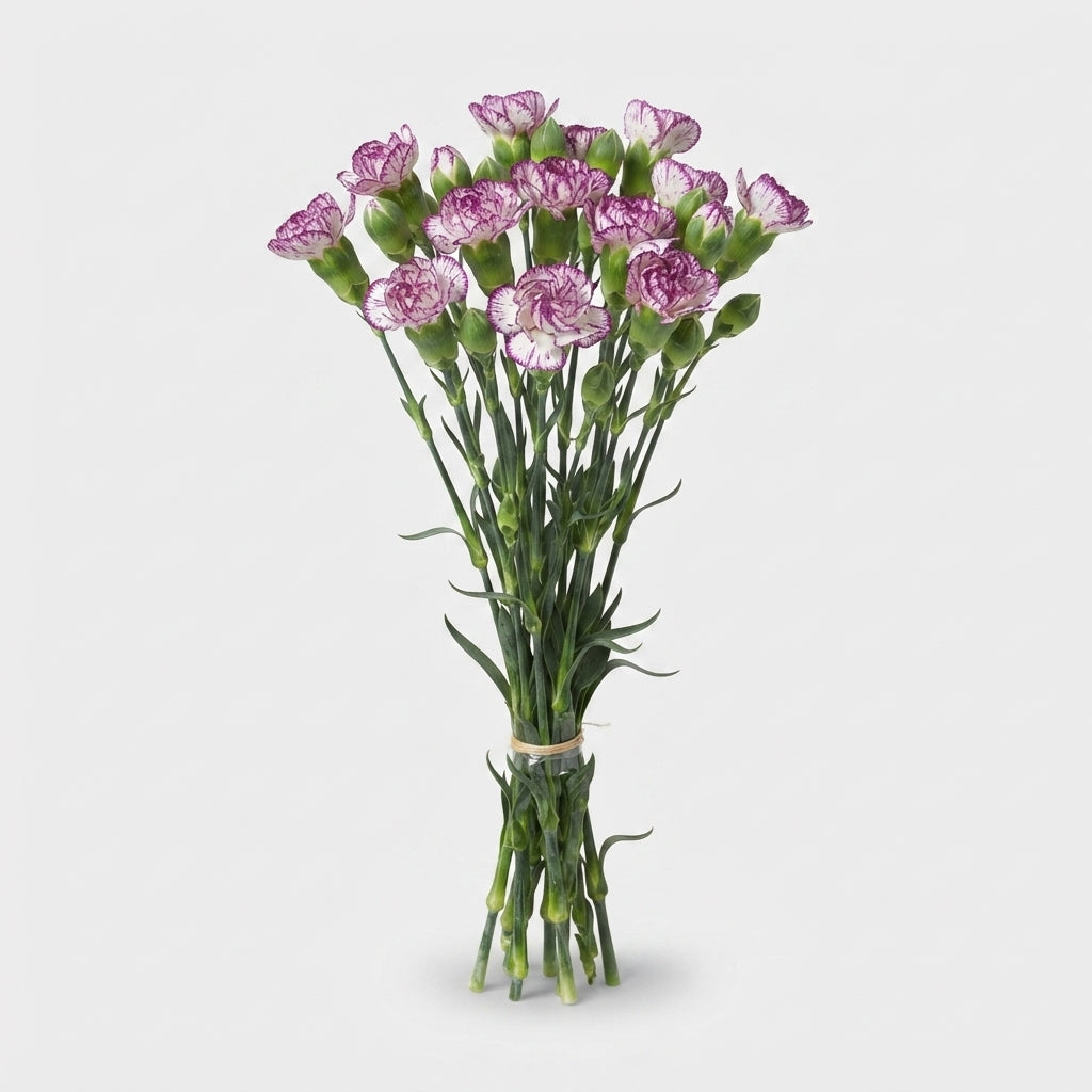 Carnation Spray Spectro