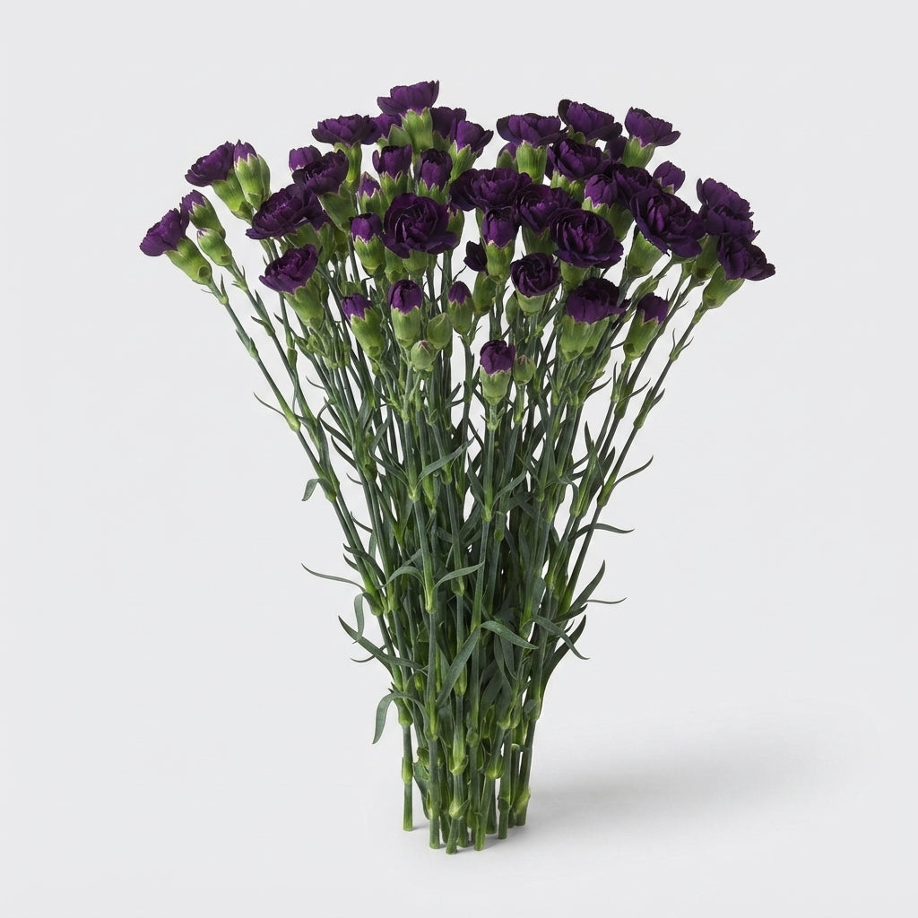 Carnation Spray Florigene Moonvelvet