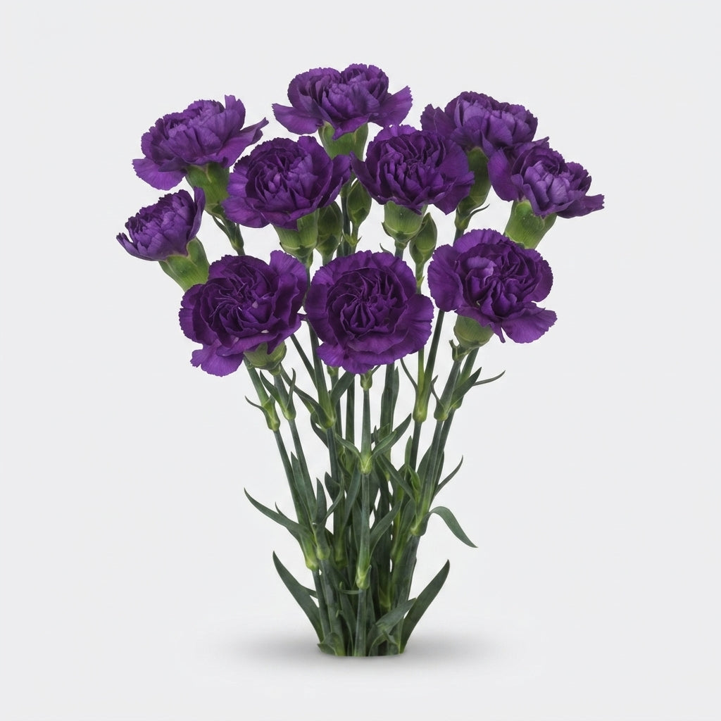 Carnation Spray Florigene Moonberry