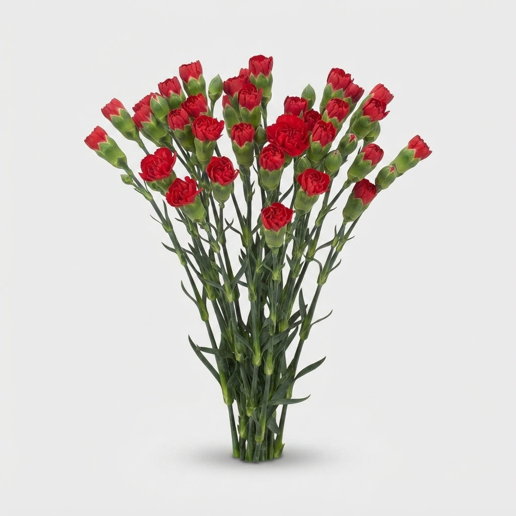 Carnation Spray Aragon
