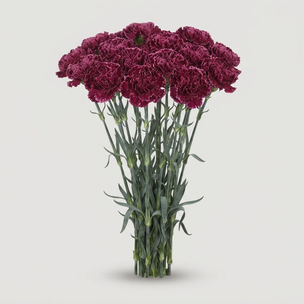 Carnation Standard Nobbio Burgundy