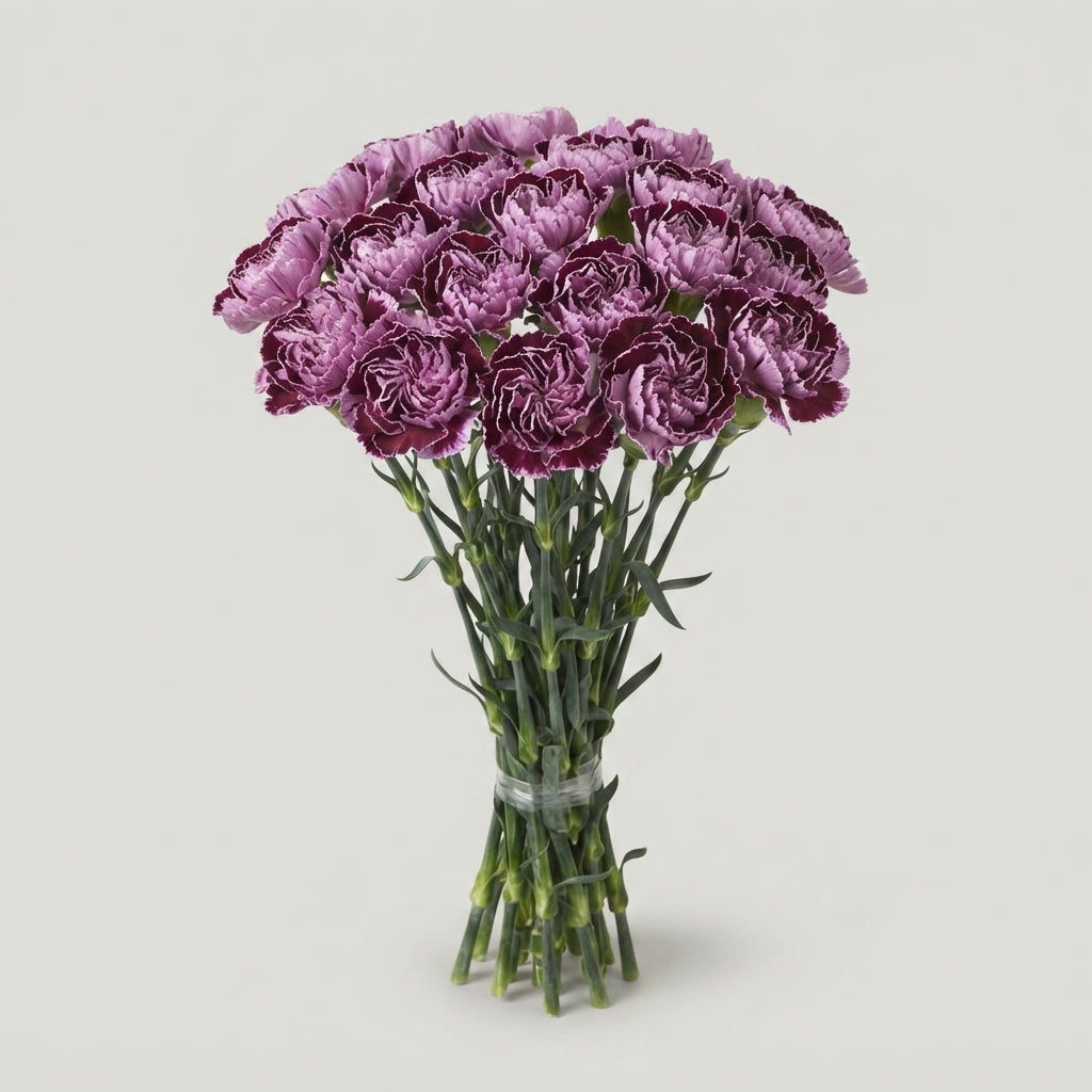Carnation Standard Minerva
