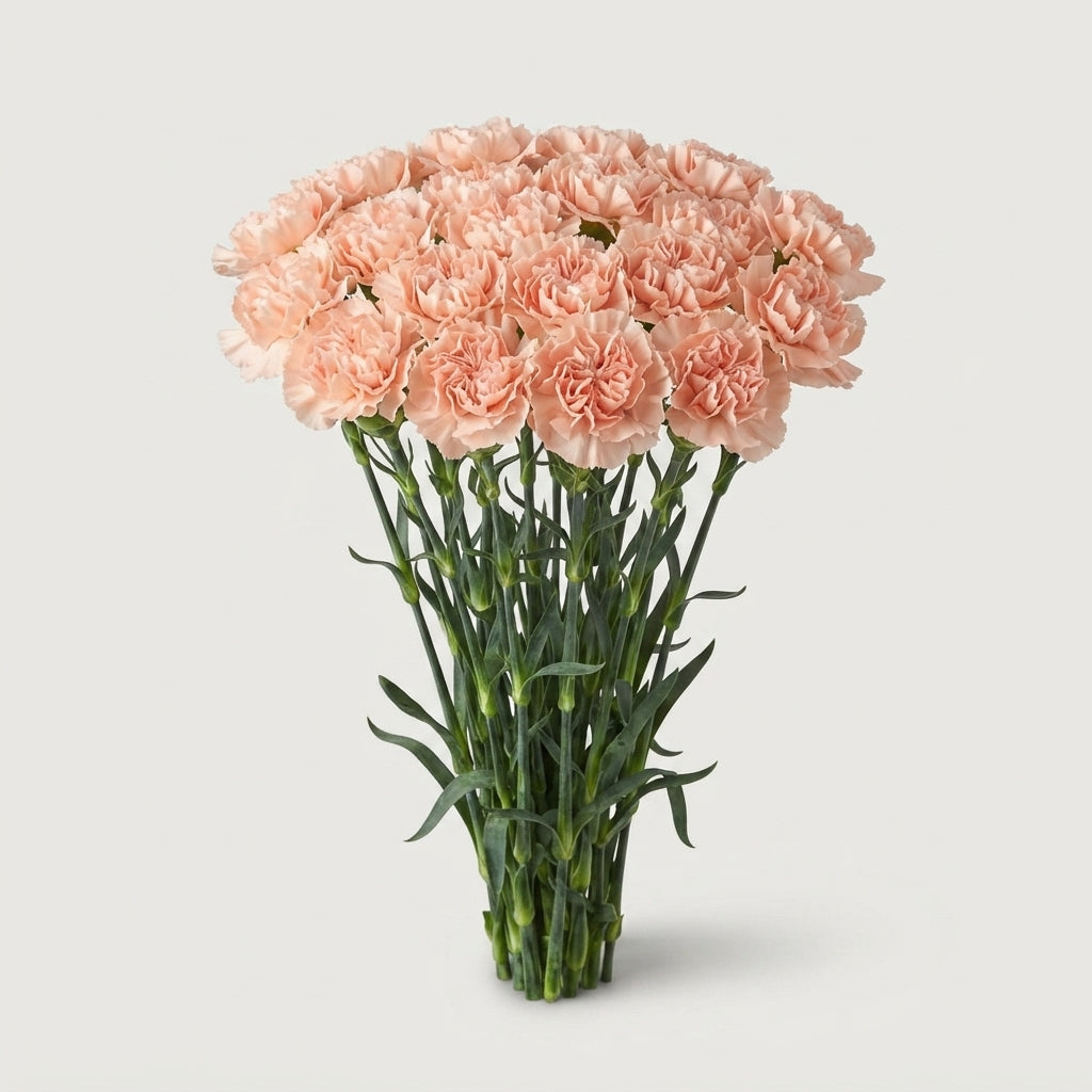 Carnation Standard Lizzy