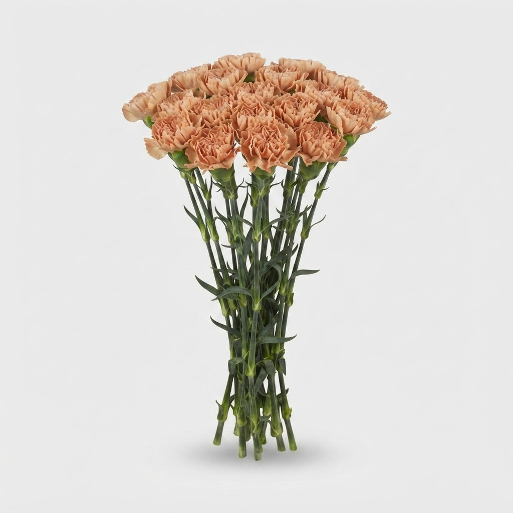 Carnation - Dianthus - Lege Marrone