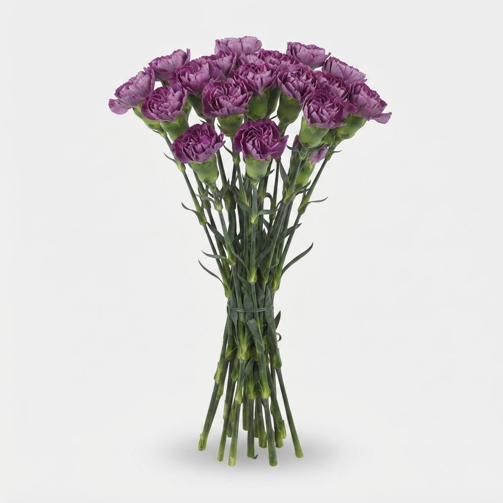 Carnation Standard Hypnosis
