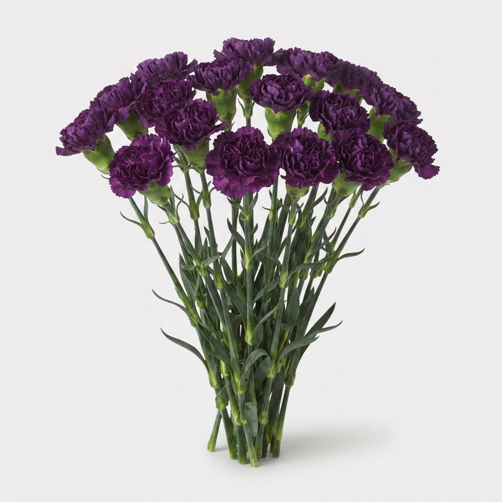 Carnation Standard Extasis