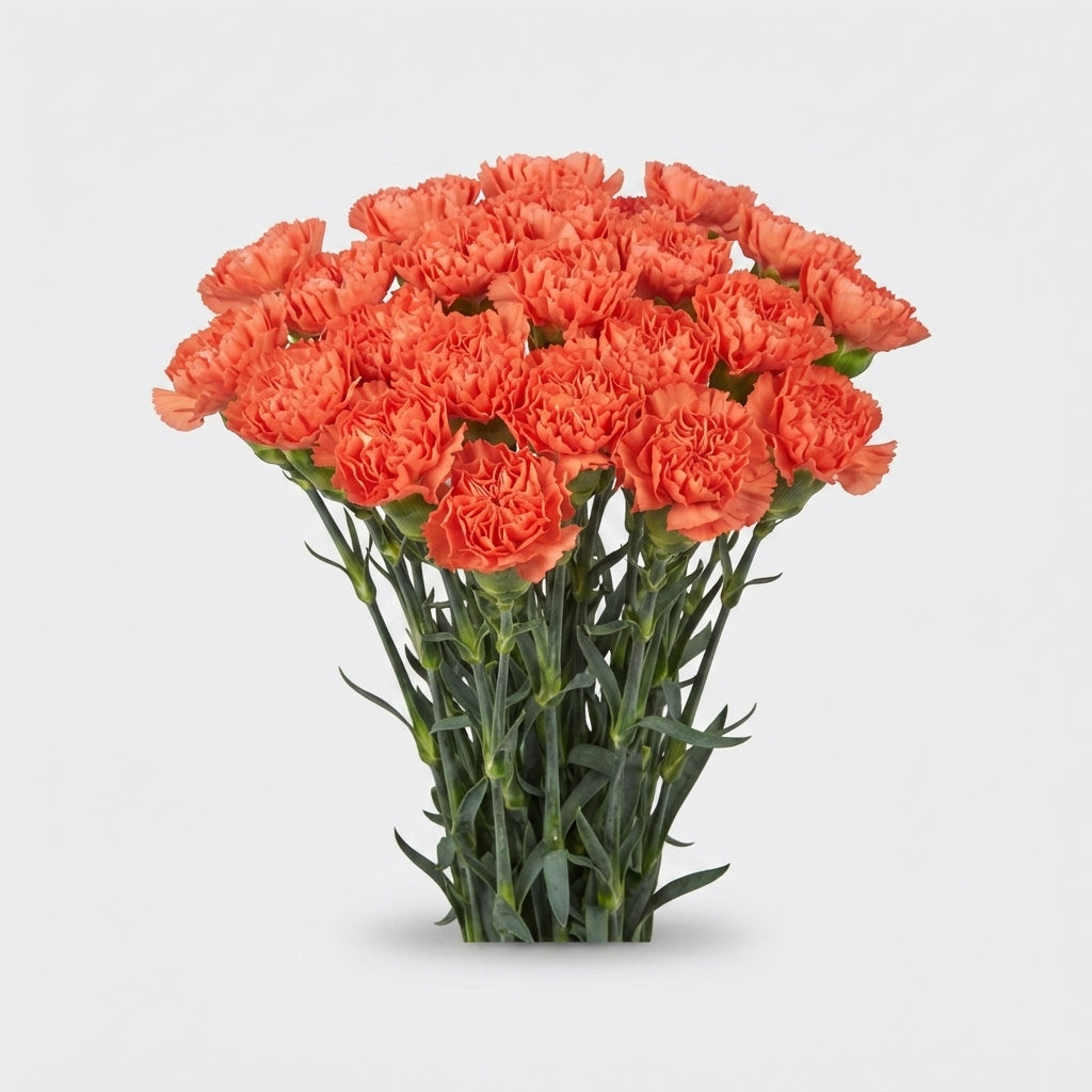 Carnation Standard Caroline