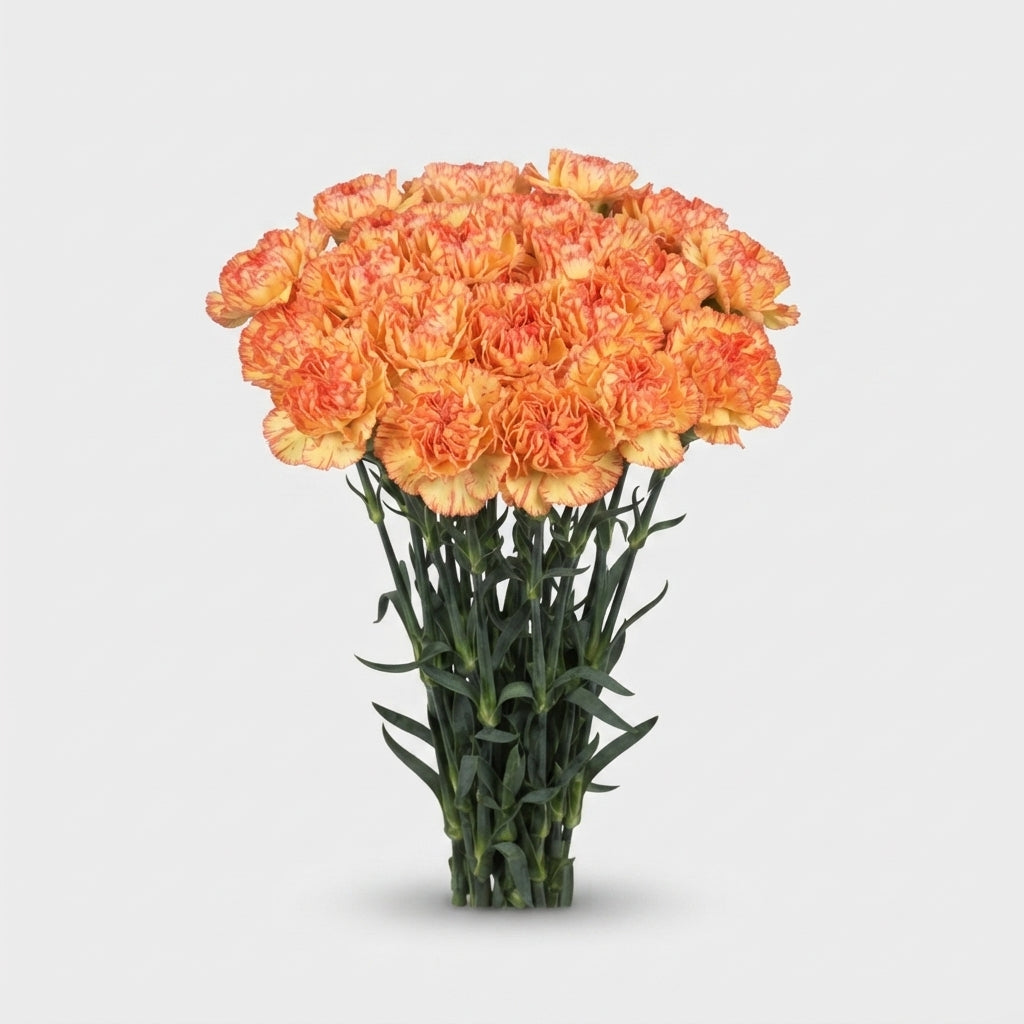 Carnation Standard Boiro