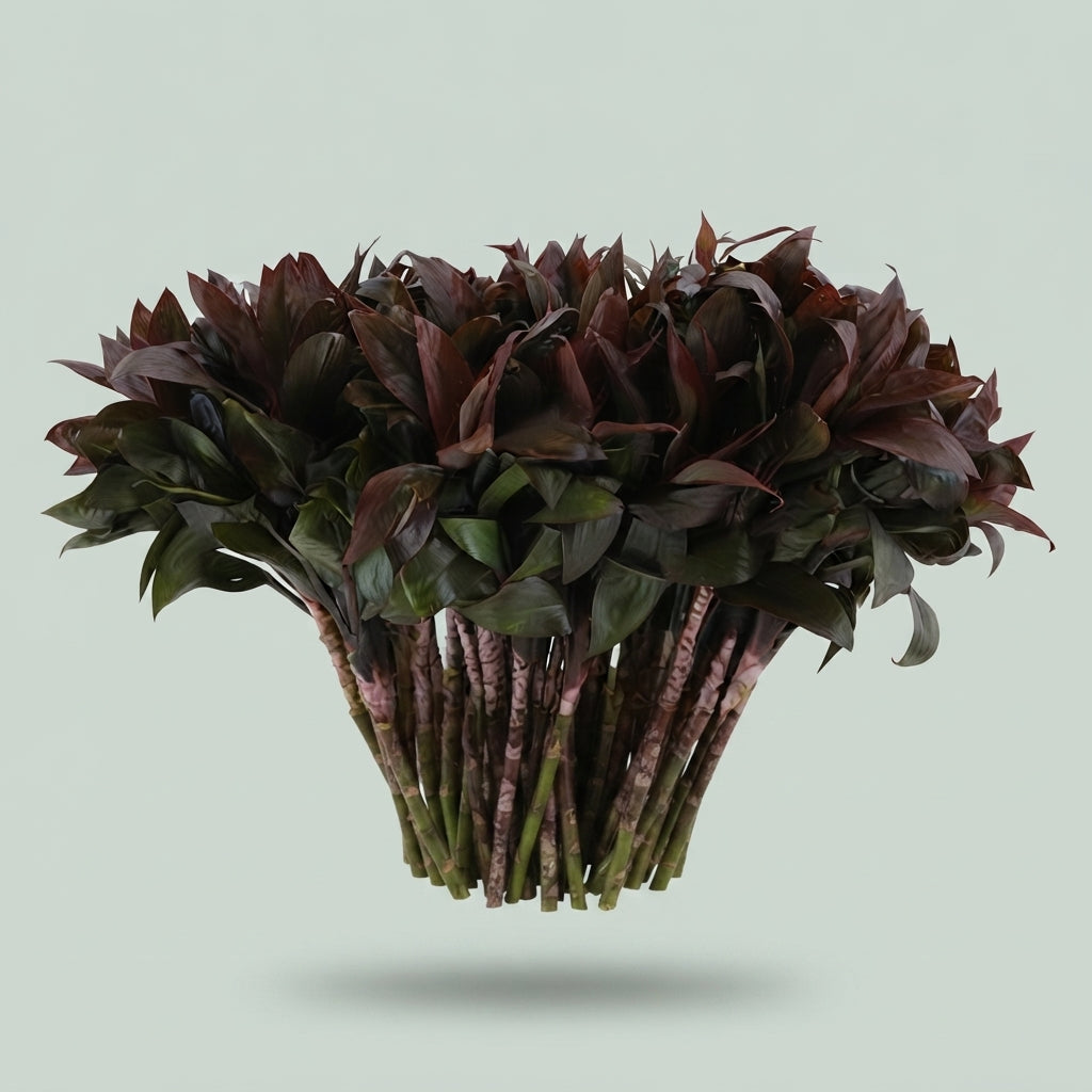 Cordyline - Dracaena - Compacta