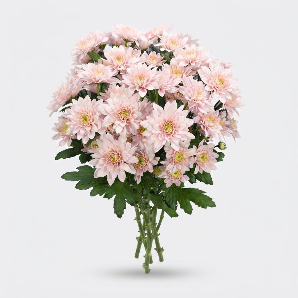 Spray Chrysanthemum - Chrysanthemum - Pastela Pink