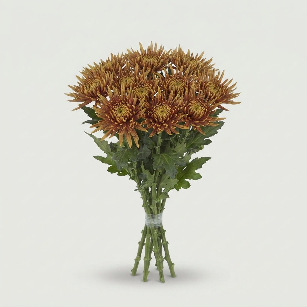 Chrysanthemum G Saffina